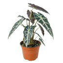 buy alocasia amazonica bambino live plant 4" pot online, petite jewel alocasia with vivid dark green arrow leaves and creamy white venation, purple underside detail, narrow upright grower under 18 inches, high humidity loving tropical aroid, a bold and exotic focal point for any indoor plant collection, the perfect gift for a dedicated plant parent
