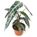 buy alocasia amazonica bambino live plant 4" pot online, petite jewel alocasia with vivid dark green arrow leaves and creamy white venation, purple underside detail, narrow upright grower under 18 inches, high humidity loving tropical aroid, a bold and exotic focal point for any indoor plant collection, the perfect gift for a dedicated plant parent