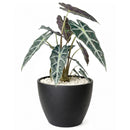 buy alocasia amazonica bambino live plant 4" pot online, petite jewel alocasia with vivid dark green arrow leaves and creamy white venation, purple underside detail, narrow upright grower under 18 inches, high humidity loving tropical aroid, a bold and exotic focal point for any indoor plant collection, the perfect gift for a dedicated plant parent