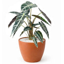 6" pot alocasia 'red secret' live houseplant for sale, glossy iridescent red and bronze foliage with thick rigid texture, distinctive arrow-shaped leaves on slender petioles, compact upright tropical grower, rare collector aroid prized for its metallic sheen, a bold jungle-inspired accent plant for styled interiors, an unforgettable gift for the discerning plant lover