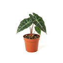 buy alocasia polly 'african mask' live plant 4" pot online, arrowhead-shaped dark forest-green leaves with contrasting bright white veins and slightly wavy margins, upright compact clumping form, smooth glossy tropical texture, thrives in bright indirect filtered light with consistent moisture, a stunning display plant for modern or bohemian home decor, a gorgeous gift choice for houseplant fans