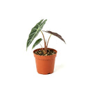 buy alocasia polly 'african mask' live plant 4" pot online, arrowhead-shaped dark forest-green leaves with contrasting bright white veins and slightly wavy margins, upright compact clumping form, smooth glossy tropical texture, thrives in bright indirect filtered light with consistent moisture, a stunning display plant for modern or bohemian home decor, a gorgeous gift choice for houseplant fans