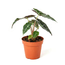 buy alocasia polly 'african mask' live plant 4" pot online, arrowhead-shaped dark forest-green leaves with contrasting bright white veins and slightly wavy margins, upright compact clumping form, smooth glossy tropical texture, thrives in bright indirect filtered light with consistent moisture, a stunning display plant for modern or bohemian home decor, a gorgeous gift choice for houseplant fans
