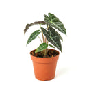 buy alocasia polly 'african mask' live plant 4" pot online, arrowhead-shaped dark forest-green leaves with contrasting bright white veins and slightly wavy margins, upright compact clumping form, smooth glossy tropical texture, thrives in bright indirect filtered light with consistent moisture, a stunning display plant for modern or bohemian home decor, a gorgeous gift choice for houseplant fans