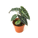 buy alocasia polly 'african mask' live plant 4" pot online, arrowhead-shaped dark forest-green leaves with contrasting bright white veins and slightly wavy margins, upright compact clumping form, smooth glossy tropical texture, thrives in bright indirect filtered light with consistent moisture, a stunning display plant for modern or bohemian home decor, a gorgeous gift choice for houseplant fans