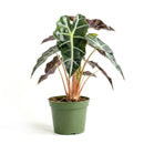 buy alocasia polly 'african mask' live plant 4" pot online, arrowhead-shaped dark forest-green leaves with contrasting bright white veins and slightly wavy margins, upright compact clumping form, smooth glossy tropical texture, thrives in bright indirect filtered light with consistent moisture, a stunning display plant for modern or bohemian home decor, a gorgeous gift choice for houseplant fans
