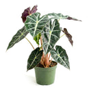 buy alocasia polly 'african mask' live plant 4" pot online, arrowhead-shaped dark forest-green leaves with contrasting bright white veins and slightly wavy margins, upright compact clumping form, smooth glossy tropical texture, thrives in bright indirect filtered light with consistent moisture, a stunning display plant for modern or bohemian home decor, a gorgeous gift choice for houseplant fans