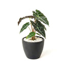 buy alocasia polly 'african mask' live plant 4" pot online, arrowhead-shaped dark forest-green leaves with contrasting bright white veins and slightly wavy margins, upright compact clumping form, smooth glossy tropical texture, thrives in bright indirect filtered light with consistent moisture, a stunning display plant for modern or bohemian home decor, a gorgeous gift choice for houseplant fans