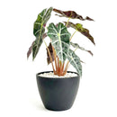 buy alocasia polly 'african mask' live plant 4" pot online, arrowhead-shaped dark forest-green leaves with contrasting bright white veins and slightly wavy margins, upright compact clumping form, smooth glossy tropical texture, thrives in bright indirect filtered light with consistent moisture, a stunning display plant for modern or bohemian home decor, a gorgeous gift choice for houseplant fans