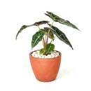 buy alocasia polly 'african mask' live plant 4" pot online, arrowhead-shaped dark forest-green leaves with contrasting bright white veins and slightly wavy margins, upright compact clumping form, smooth glossy tropical texture, thrives in bright indirect filtered light with consistent moisture, a stunning display plant for modern or bohemian home decor, a gorgeous gift choice for houseplant fans