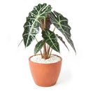 buy alocasia polly 'african mask' live plant 4" pot online, arrowhead-shaped dark forest-green leaves with contrasting bright white veins and slightly wavy margins, upright compact clumping form, smooth glossy tropical texture, thrives in bright indirect filtered light with consistent moisture, a stunning display plant for modern or bohemian home decor, a gorgeous gift choice for houseplant fans