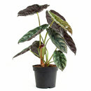 6" pot alocasia 'red secret' live houseplant for sale, glossy iridescent red and bronze foliage with thick rigid texture, distinctive arrow-shaped leaves on slender petioles, compact upright tropical grower, rare collector aroid prized for its metallic sheen, a bold jungle-inspired accent plant for styled interiors, an unforgettable gift for the discerning plant lover