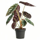 6" pot alocasia 'red secret' live houseplant for sale, glossy iridescent red and bronze foliage with thick rigid texture, distinctive arrow-shaped leaves on slender petioles, compact upright tropical grower, rare collector aroid prized for its metallic sheen, a bold jungle-inspired accent plant for styled interiors, an unforgettable gift for the discerning plant lover