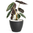 6" pot alocasia 'red secret' live houseplant for sale, glossy iridescent red and bronze foliage with thick rigid texture, distinctive arrow-shaped leaves on slender petioles, compact upright tropical grower, rare collector aroid prized for its metallic sheen, a bold jungle-inspired accent plant for styled interiors, an unforgettable gift for the discerning plant lover