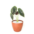6" pot alocasia 'red secret' live houseplant for sale, glossy iridescent red and bronze foliage with thick rigid texture, distinctive arrow-shaped leaves on slender petioles, compact upright tropical grower, rare collector aroid prized for its metallic sheen, a bold jungle-inspired accent plant for styled interiors, an unforgettable gift for the discerning plant lover
