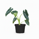 buy alocasia micholitziana 'frydek' live plant 6" pot online, lush mature dark green velvety leaves contrasted by crisp white primary veins, substantial clumping elephant ear form, thrives in bright indirect light with high humidity, rare and sought-after aroid specimen, a show-stopping floor plant for tropical-inspired interiors, a truly special gift for serious houseplant lovers