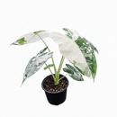 buy alocasia micholitziana 'frydek' variegated live plant 4" pot online, one-of-a-kind chimeric variegation with white marbled and sectored patterning, velvety textured dark green leaves on slender upright stems, rare collector cultivar with no two leaves alike, thrives with consistent moisture and high humidity, an eye-catching bohemian accent for curated indoor plant collections, a cherished and thoughtful gift for houseplant lovers