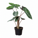 buy alocasia pink dragon live plant 4" pot online, leathery glossy leaves with metallic sheen and bold silver veining, distinctive blush pink stems that give the plant its name, compact 2 to 3 foot height suited to desks and corners, evergreen tropical foliage that holds color year round, a luxurious exotic touch for boho or minimalist decor, a thoughtful gift for houseplant enthusiasts