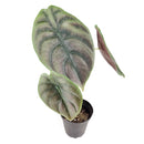 6" pot alocasia 'red secret' live houseplant for sale, glossy iridescent red and bronze foliage with thick rigid texture, distinctive arrow-shaped leaves on slender petioles, compact upright tropical grower, rare collector aroid prized for its metallic sheen, a bold jungle-inspired accent plant for styled interiors, an unforgettable gift for the discerning plant lover