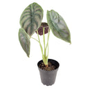 6" pot alocasia 'red secret' live houseplant for sale, glossy iridescent red and bronze foliage with thick rigid texture, distinctive arrow-shaped leaves on slender petioles, compact upright tropical grower, rare collector aroid prized for its metallic sheen, a bold jungle-inspired accent plant for styled interiors, an unforgettable gift for the discerning plant lover