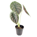 6" pot alocasia 'red secret' live houseplant for sale, glossy iridescent red and bronze foliage with thick rigid texture, distinctive arrow-shaped leaves on slender petioles, compact upright tropical grower, rare collector aroid prized for its metallic sheen, a bold jungle-inspired accent plant for styled interiors, an unforgettable gift for the discerning plant lover