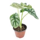 silver dragon alocasia, alocasia silver dragon care, alocasia baginda silver dragon, alocasia silver dragon plant, indoor tropical plants, tropical plants for sale, tropical plants in ca