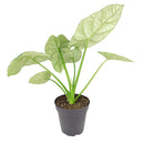 4 inch alocasia sinuata quilted dreams live houseplant for sale, compact jewel alocasia with deeply puckered emerald leaves and raised vein ridges, striking metallic sheen on dark green foliage, tropical humidity-loving indoor plant, distinctive collector variety with year-round visual interest, an extraordinary gift for houseplant lovers