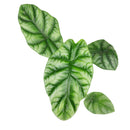 4 inch alocasia sinuata quilted dreams live houseplant for sale, compact jewel alocasia with deeply puckered emerald leaves and raised vein ridges, striking metallic sheen on dark green foliage, tropical humidity-loving indoor plant, distinctive collector variety with year-round visual interest, an extraordinary gift for houseplant lovers