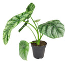 4 inch alocasia sinuata quilted dreams live houseplant for sale, compact jewel alocasia with deeply puckered emerald leaves and raised vein ridges, striking metallic sheen on dark green foliage, tropical humidity-loving indoor plant, distinctive collector variety with year-round visual interest, an extraordinary gift for houseplant lovers