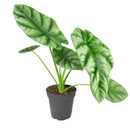 4 inch alocasia sinuata quilted dreams live houseplant for sale, compact jewel alocasia with deeply puckered emerald leaves and raised vein ridges, striking metallic sheen on dark green foliage, tropical humidity-loving indoor plant, distinctive collector variety with year-round visual interest, an extraordinary gift for houseplant lovers