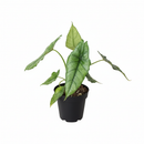 buy alocasia 'dragons breath' live houseplant 4" pot online, blue-silver pointed foliage with metallic sheen, compact rhizomatous growth from corms, deeply textured narrow blades, moderate care tropical aroid, elegant addition to a plant shelf or humid corner display, a rare and impressive gift for houseplant lovers