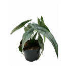 buy alocasia 'dragons breath' live houseplant 4" pot online, blue-silver pointed foliage with metallic sheen, compact rhizomatous growth from corms, deeply textured narrow blades, moderate care tropical aroid, elegant addition to a plant shelf or humid corner display, a rare and impressive gift for houseplant lovers