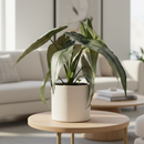 buy alocasia 'dragons breath' live houseplant 4" pot online, blue-silver pointed foliage with metallic sheen, compact rhizomatous growth from corms, deeply textured narrow blades, moderate care tropical aroid, elegant addition to a plant shelf or humid corner display, a rare and impressive gift for houseplant lovers
