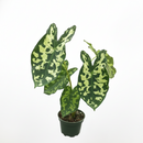 buy alocasia 'hilo beauty' live plant 4" pot online, striking variegated heart-shaped foliage with camouflage blotching, bushy clumping silhouette with near-black petioles, fast-growing humidity-loving tropical, eye-catching architectural accent for shelves or plant stands, a showstopping gift for collectors and tropical plant fans