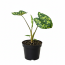buy alocasia 'hilo beauty' live plant 4" pot online, striking variegated heart-shaped foliage with camouflage blotching, bushy clumping silhouette with near-black petioles, fast-growing humidity-loving tropical, eye-catching architectural accent for shelves or plant stands, a showstopping gift for collectors and tropical plant fans