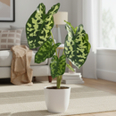 buy alocasia 'hilo beauty' live plant 4" pot online, striking variegated heart-shaped foliage with camouflage blotching, bushy clumping silhouette with near-black petioles, fast-growing humidity-loving tropical, eye-catching architectural accent for shelves or plant stands, a showstopping gift for collectors and tropical plant fans