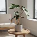 buy alocasia pink dragon live plant 4" pot online, leathery glossy leaves with metallic sheen and bold silver veining, distinctive blush pink stems that give the plant its name, compact 2 to 3 foot height suited to desks and corners, evergreen tropical foliage that holds color year round, a luxurious exotic touch for boho or minimalist decor, a thoughtful gift for houseplant enthusiasts