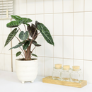 buy alocasia pink dragon live plant 4" pot online, leathery glossy leaves with metallic sheen and bold silver veining, distinctive blush pink stems that give the plant its name, compact 2 to 3 foot height suited to desks and corners, evergreen tropical foliage that holds color year round, a luxurious exotic touch for boho or minimalist decor, a thoughtful gift for houseplant enthusiasts