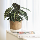 buy alocasia polly 'african mask' live plant 4" pot online, arrowhead-shaped dark forest-green leaves with contrasting bright white veins and slightly wavy margins, upright compact clumping form, smooth glossy tropical texture, thrives in bright indirect filtered light with consistent moisture, a stunning display plant for modern or bohemian home decor, a gorgeous gift choice for houseplant fans
