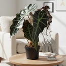 buy alocasia polly 'african mask' live plant 4" pot online, arrowhead-shaped dark forest-green leaves with contrasting bright white veins and slightly wavy margins, upright compact clumping form, smooth glossy tropical texture, thrives in bright indirect filtered light with consistent moisture, a stunning display plant for modern or bohemian home decor, a gorgeous gift choice for houseplant fans