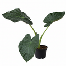 buy alocasia 'regal shields' live houseplant 4" pot online, rich velvety leaf texture with deep forest-green surface, vivid lime-green venation, rich burgundy-purple leaf undersides, compact starter size with architectural presence, ideal for bright humid spaces like kitchens or hallways, a bold and memorable housewarming gift