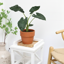 buy alocasia 'regal shields' live houseplant 4" pot online, rich velvety leaf texture with deep forest-green surface, vivid lime-green venation, rich burgundy-purple leaf undersides, compact starter size with architectural presence, ideal for bright humid spaces like kitchens or hallways, a bold and memorable housewarming gift