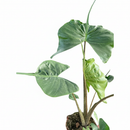4" pot alocasia macrorrhizos stingray live houseplant for sale, distinctive curling leaf tips resembling a stingray in motion, thick mottled upright petioles, vibrant emerald green color, collector favorite exotic aroid, lush tropical ambiance for any bright room, a rare and thoughtful gift for plant lovers