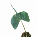 4" pot alocasia macrorrhizos stingray live houseplant for sale, distinctive curling leaf tips resembling a stingray in motion, thick mottled upright petioles, vibrant emerald green color, collector favorite exotic aroid, lush tropical ambiance for any bright room, a rare and thoughtful gift for plant lovers
