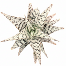 Aloe Blizzard