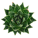 Aloe 'Snow'