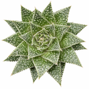 Aloe 'Snow'