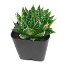 Aloe 'Snow'