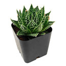 Aloe 'Snow'