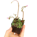 Anacampseros Retusa